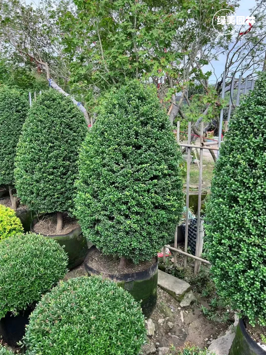 手把手教你苗木应该要怎么挑选呢?