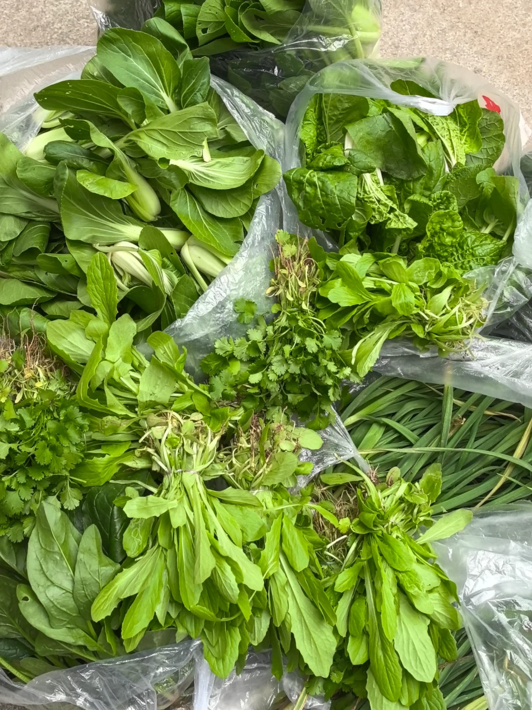 我妈当我来进货呢，?收货新鲜的蔬菜！