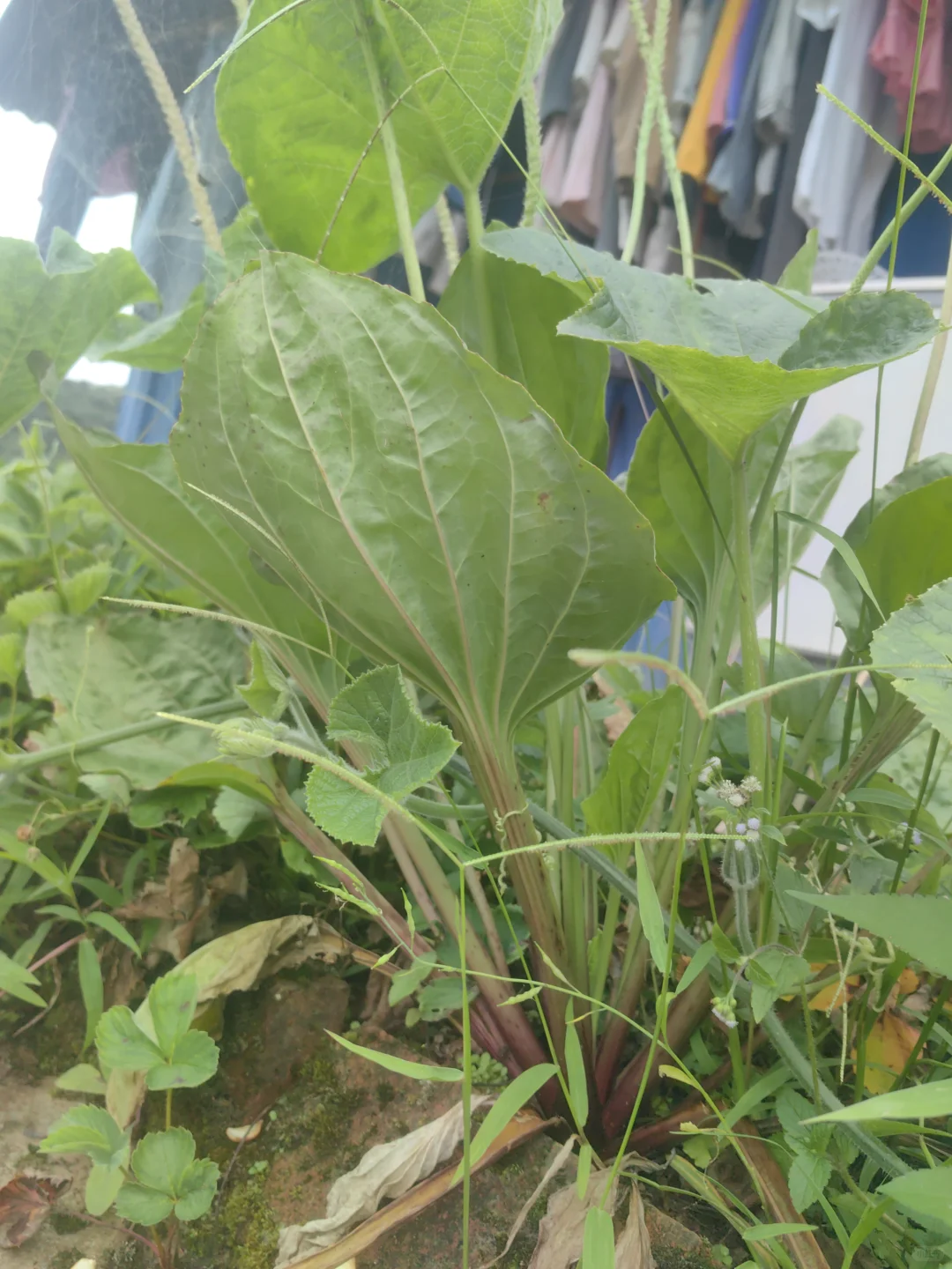 林业类论文选题