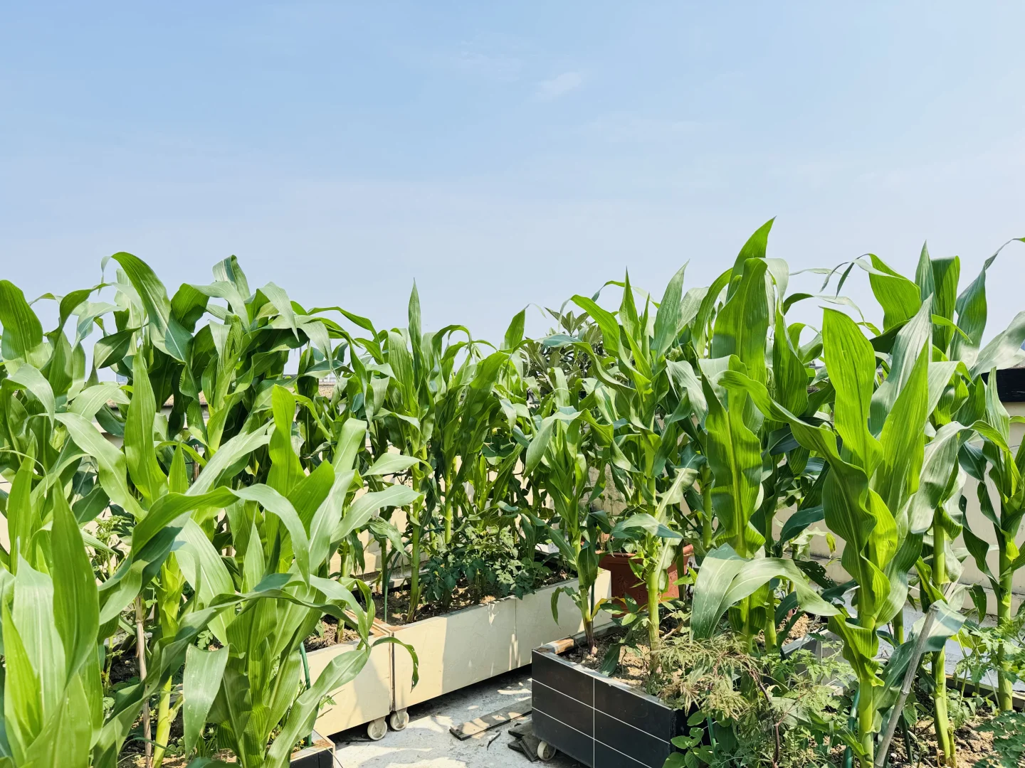 春播的蔬菜开始陆续长大了