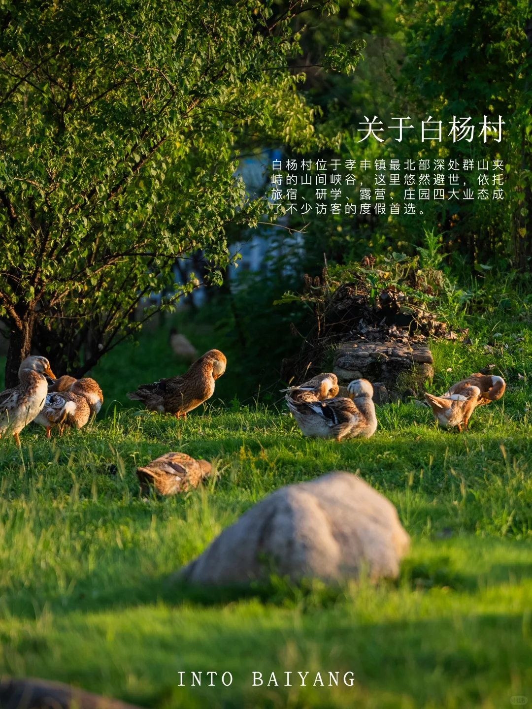 新农人招募令 | 1000亩农田净土在等你