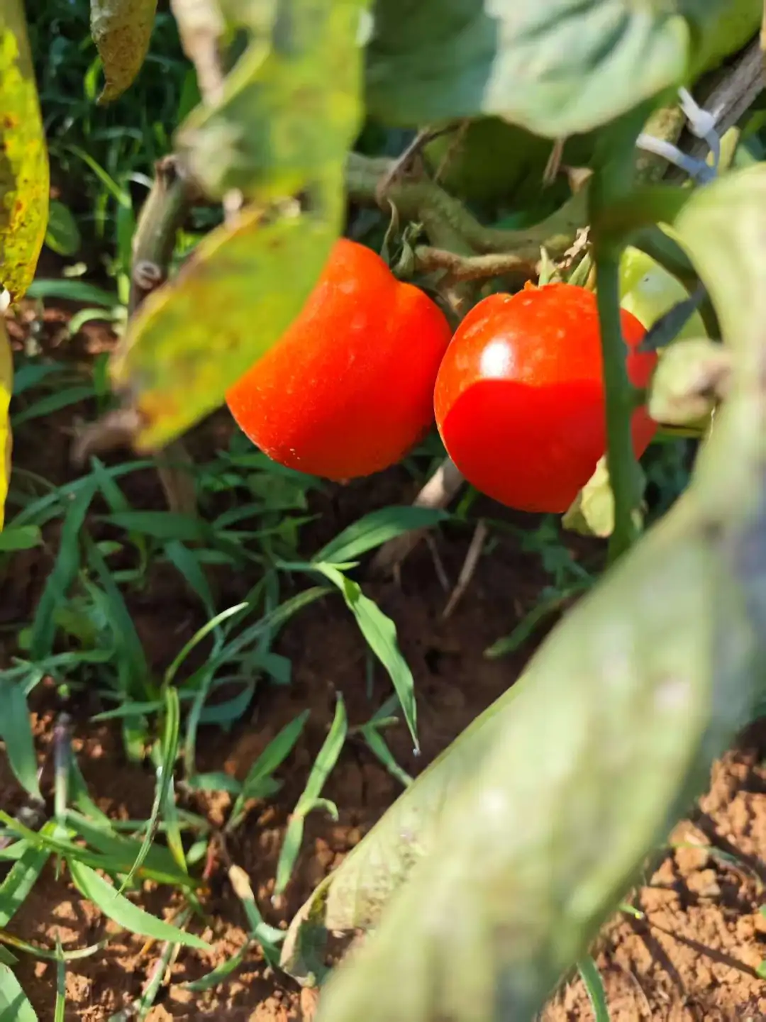 春季的播种迎来了夏季的丰收，自给自足真好