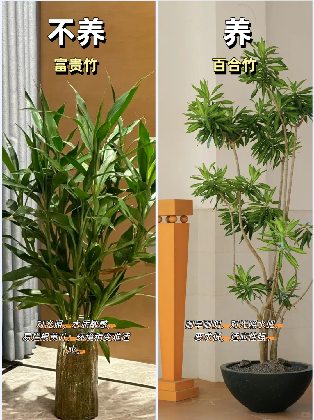客厅绿植推荐