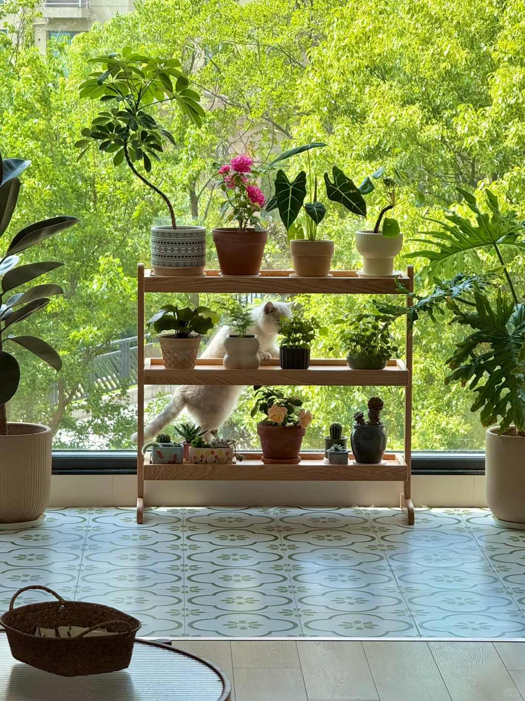 我的小小阳台绿植角初见雏形啦✨