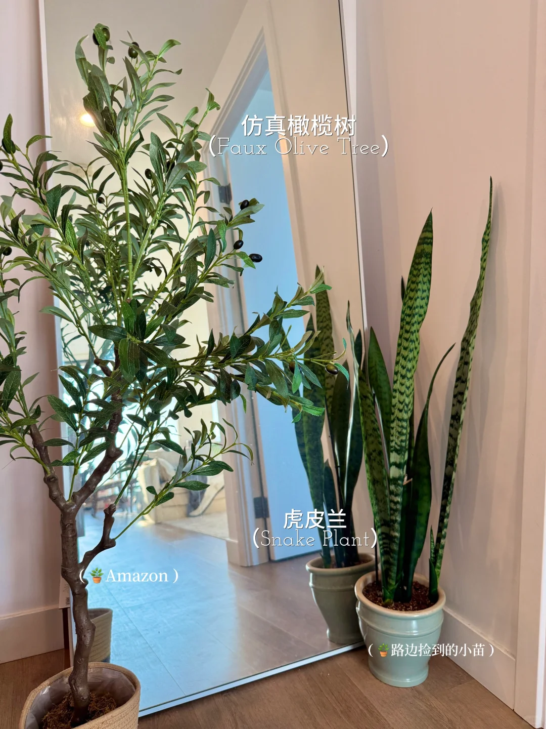 懒人轻松养??氛围感能量绿植分享