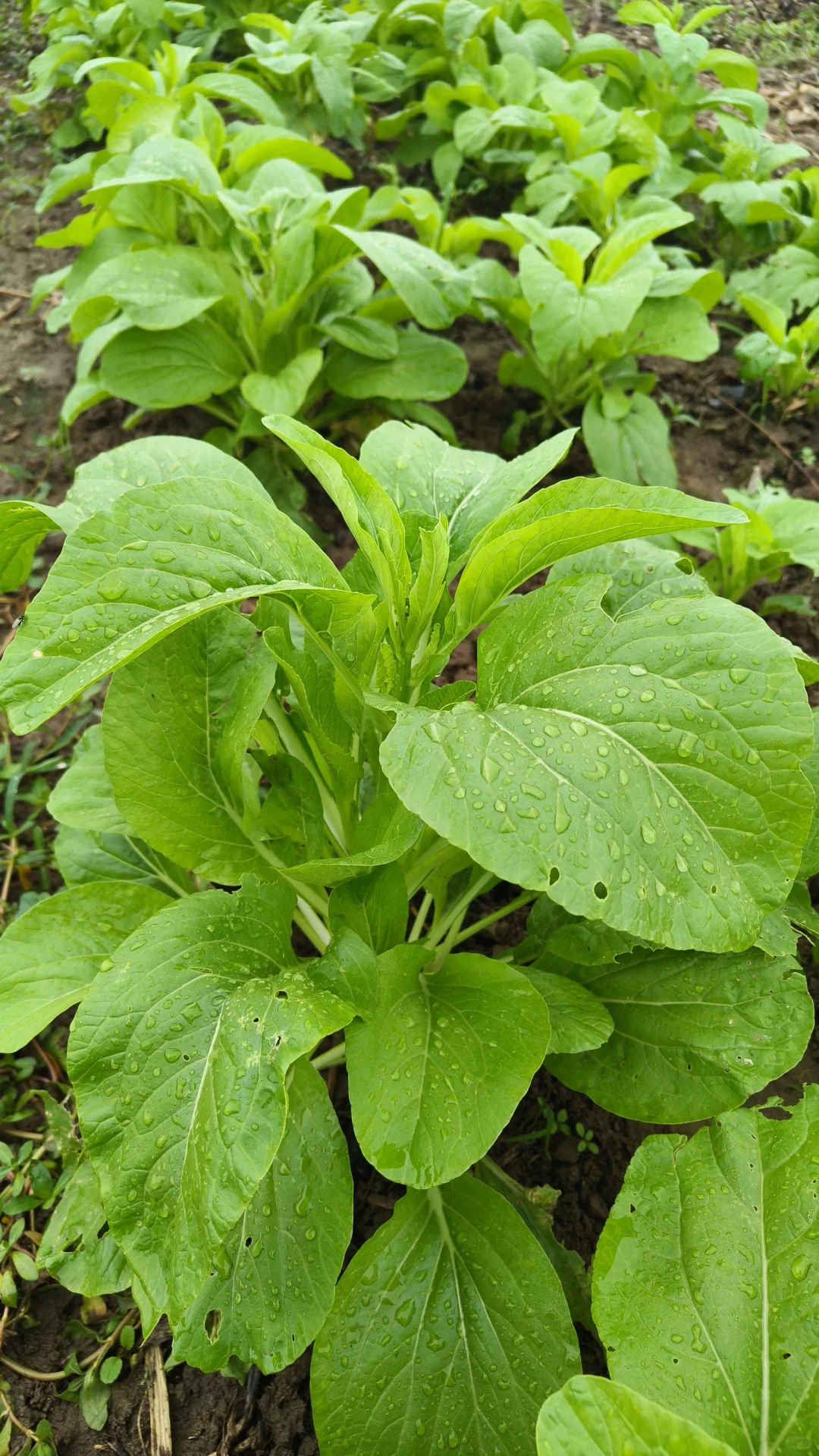 每月150的农家生态蔬菜组合，全国包邮