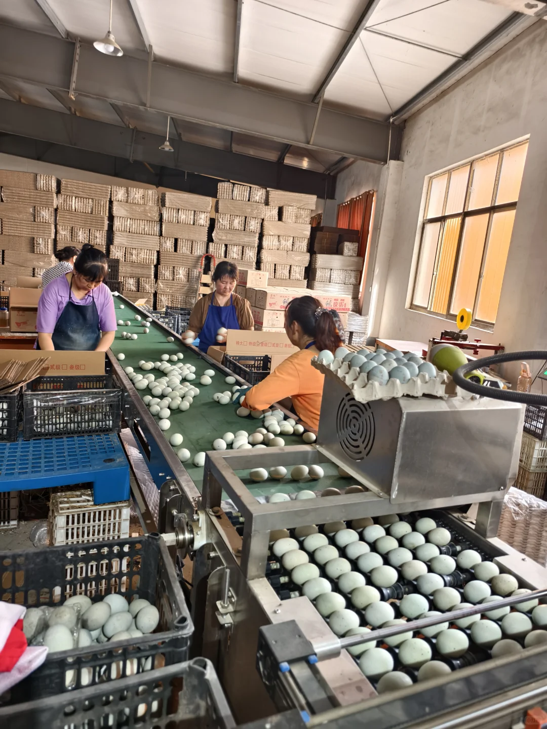 探访团林大型禽蛋工厂——碧珠牌禽蛋