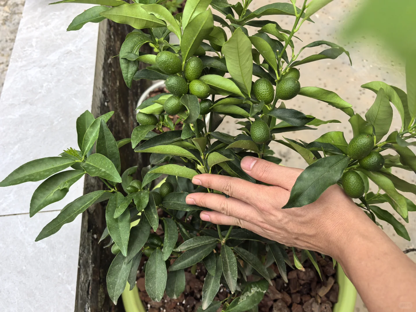 家庭花草种植交流