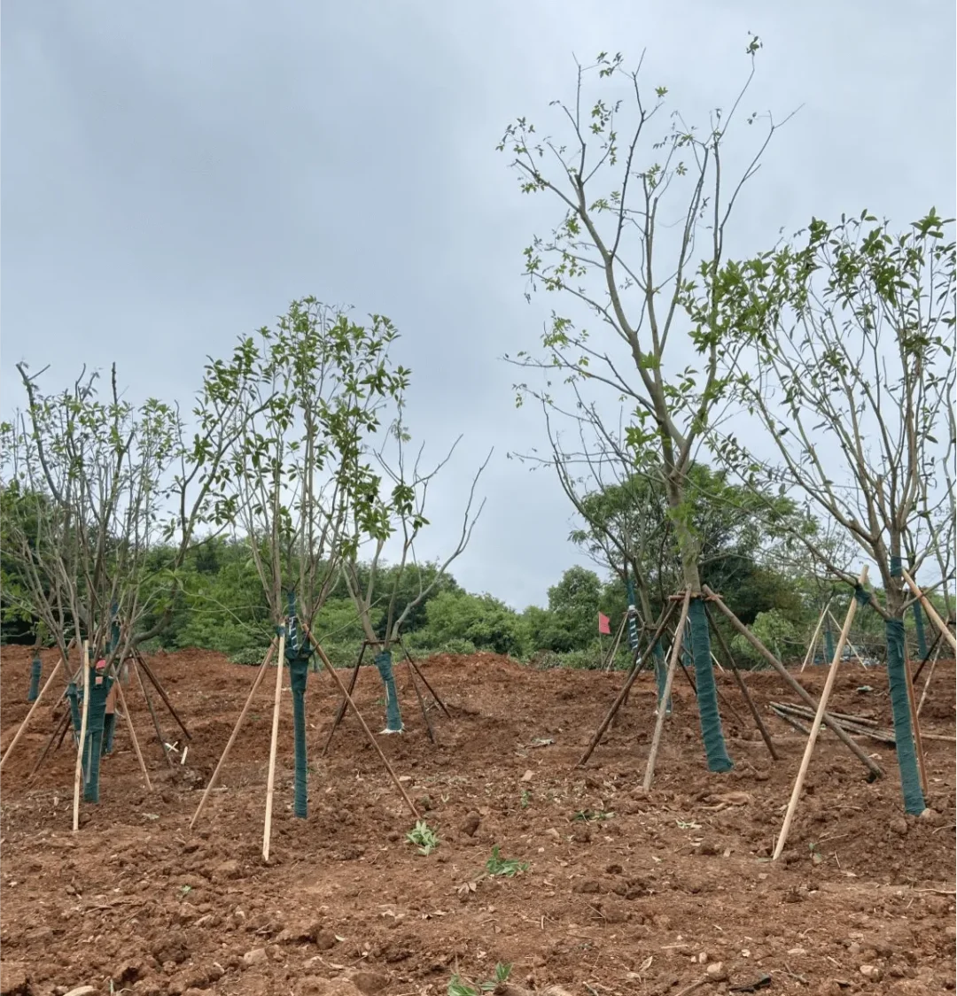 移栽树重庆专业移栽挖树砍伐修剪树枝