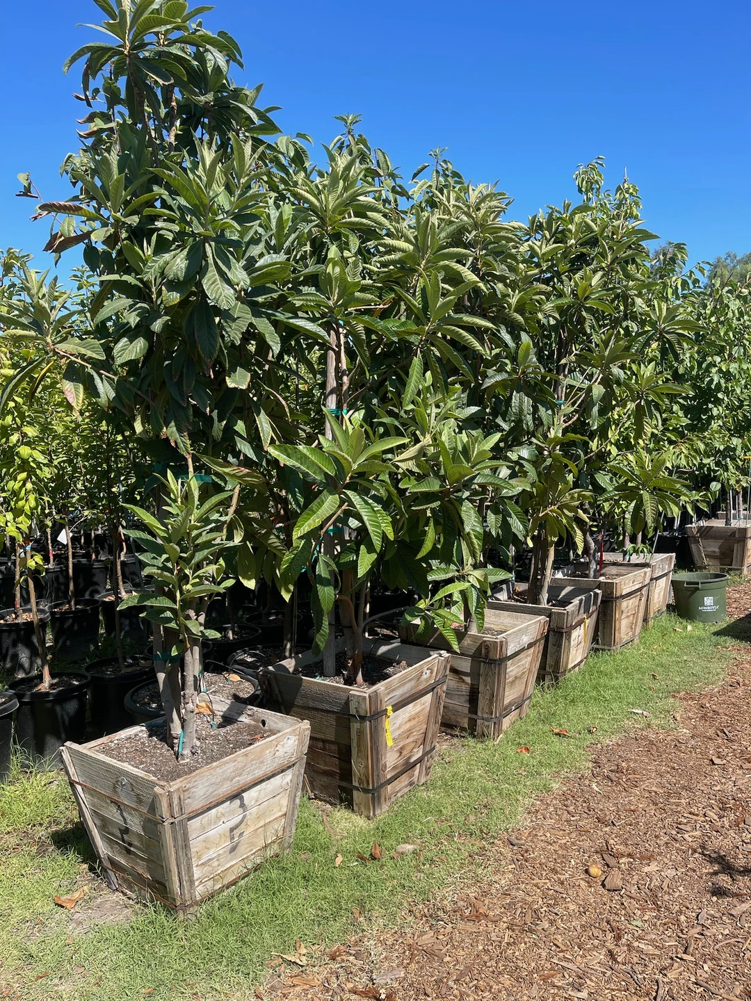 线上下单?足不出户?送树上门????