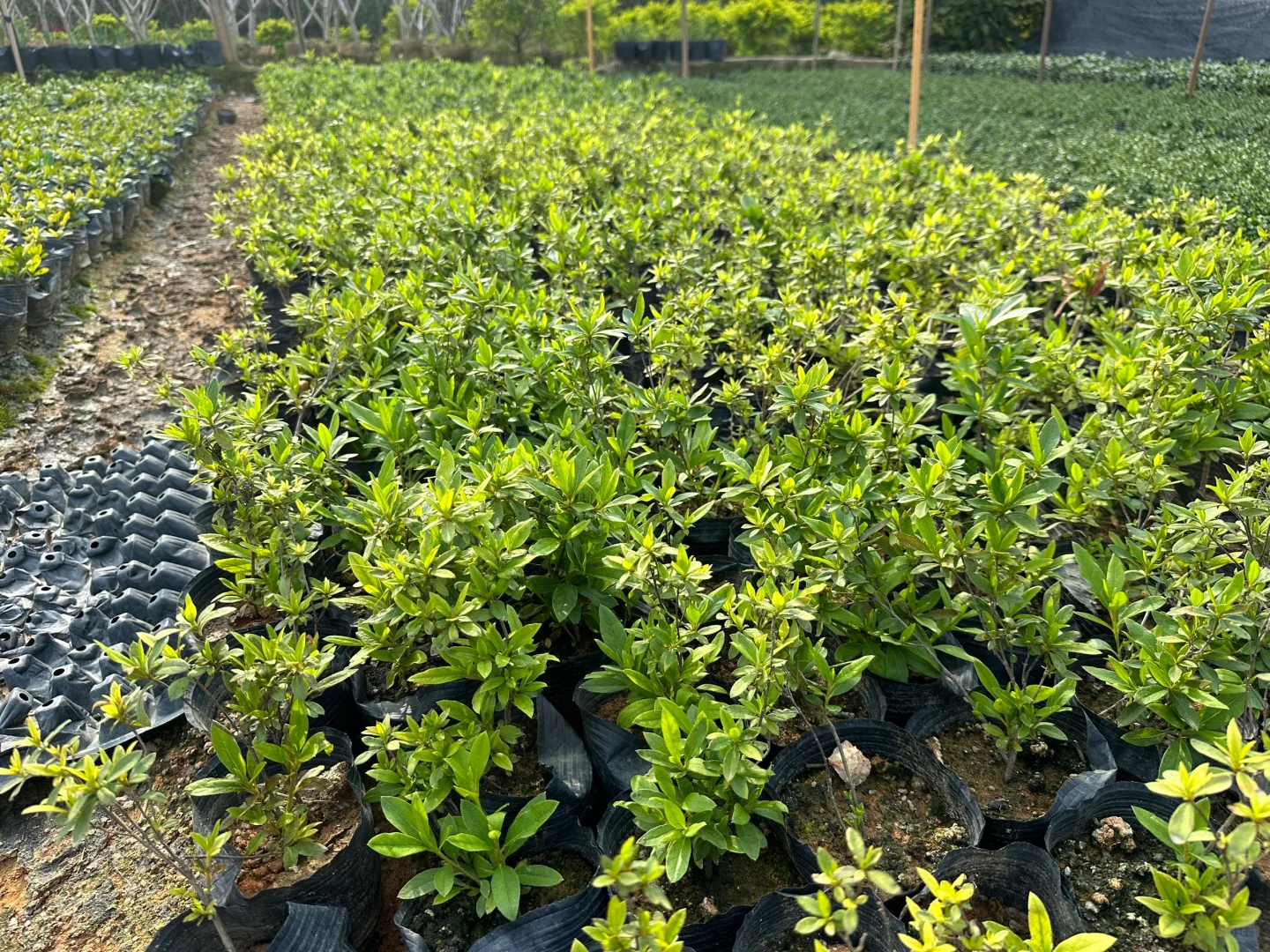 大量工程苗木供应