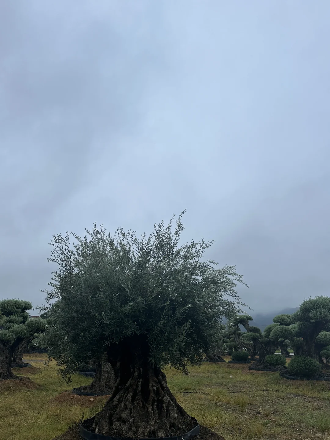 这颗树种院子里被问爆啦‼️