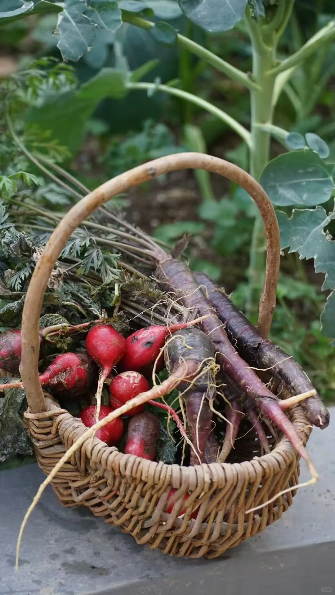 一年一度种植胡萝卜的季节到了，每年丰收季