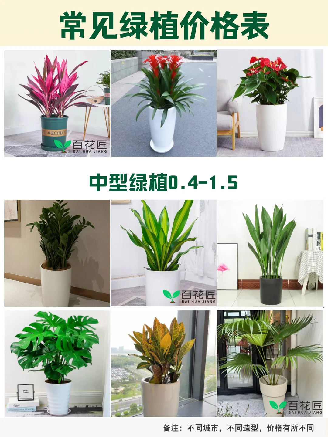 绿植租赁价格公开！0.2元起