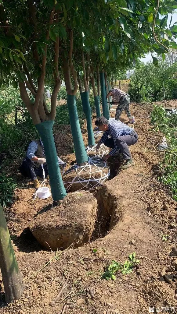 移栽树重庆专业移栽挖树砍伐修剪树枝