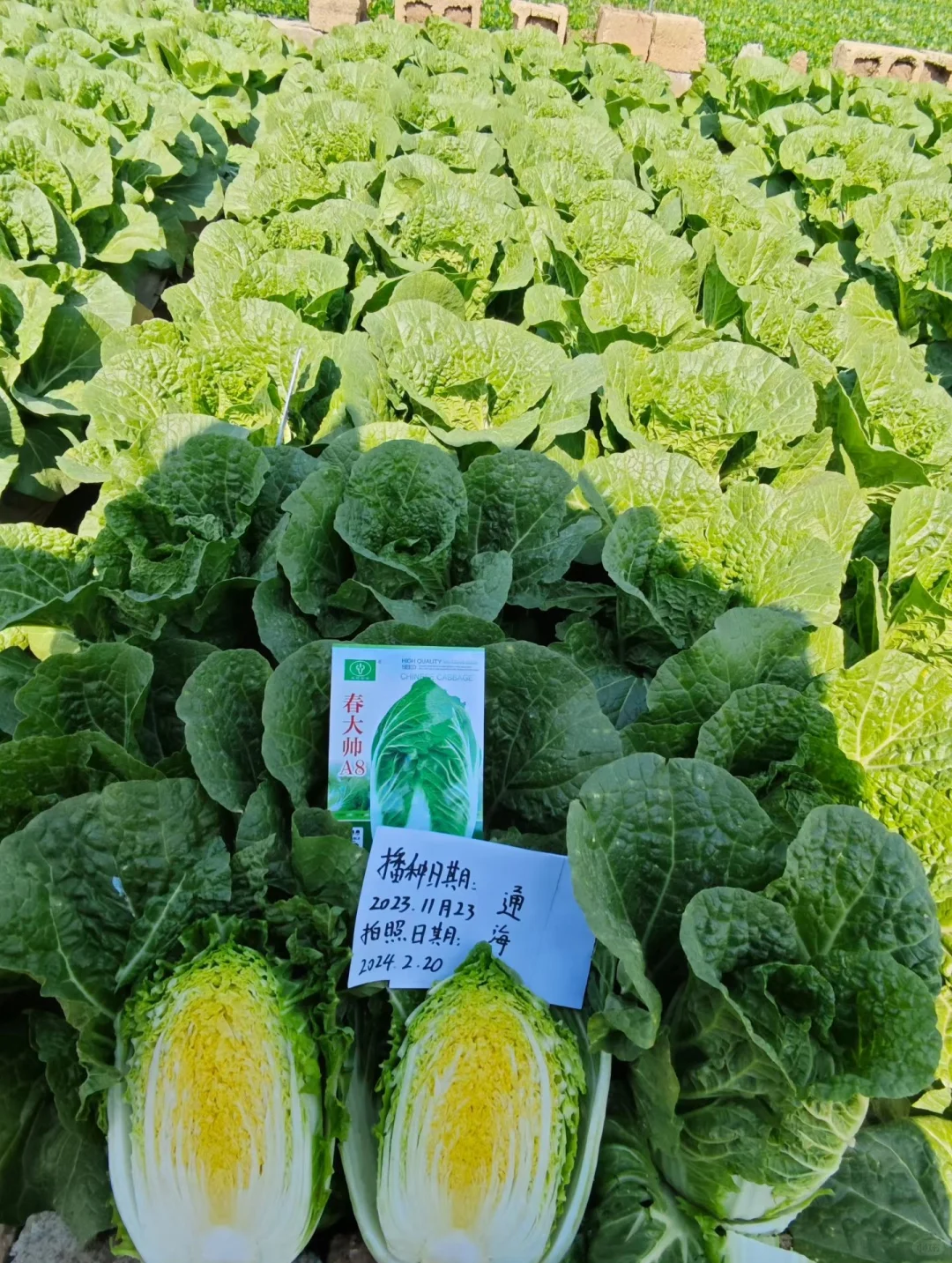 云南，云佳。云佳种业，甘兰种子，甘蓝种子