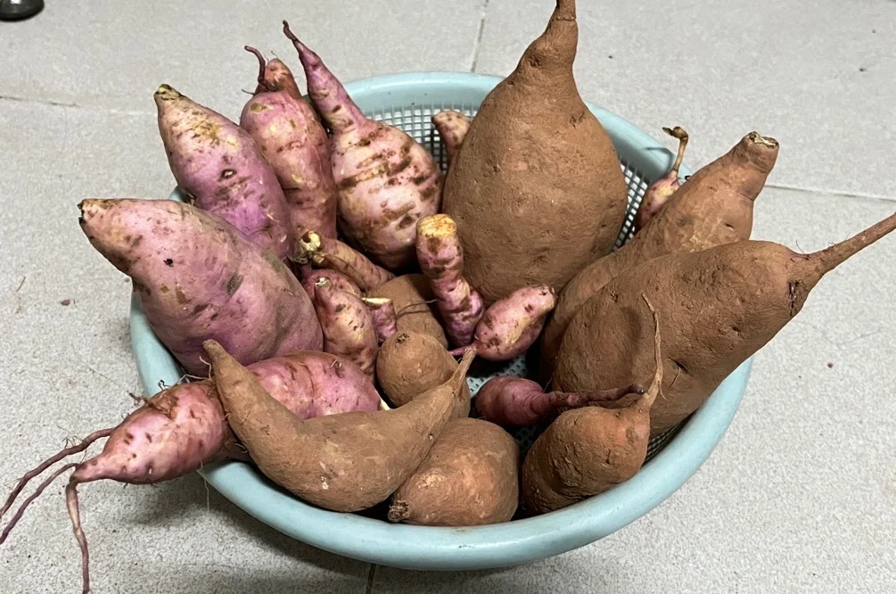 推荐种植的14种根茎作物