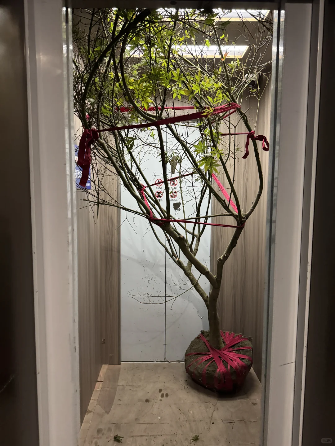 ?生活边角料|买了棵树? 很重很头疼