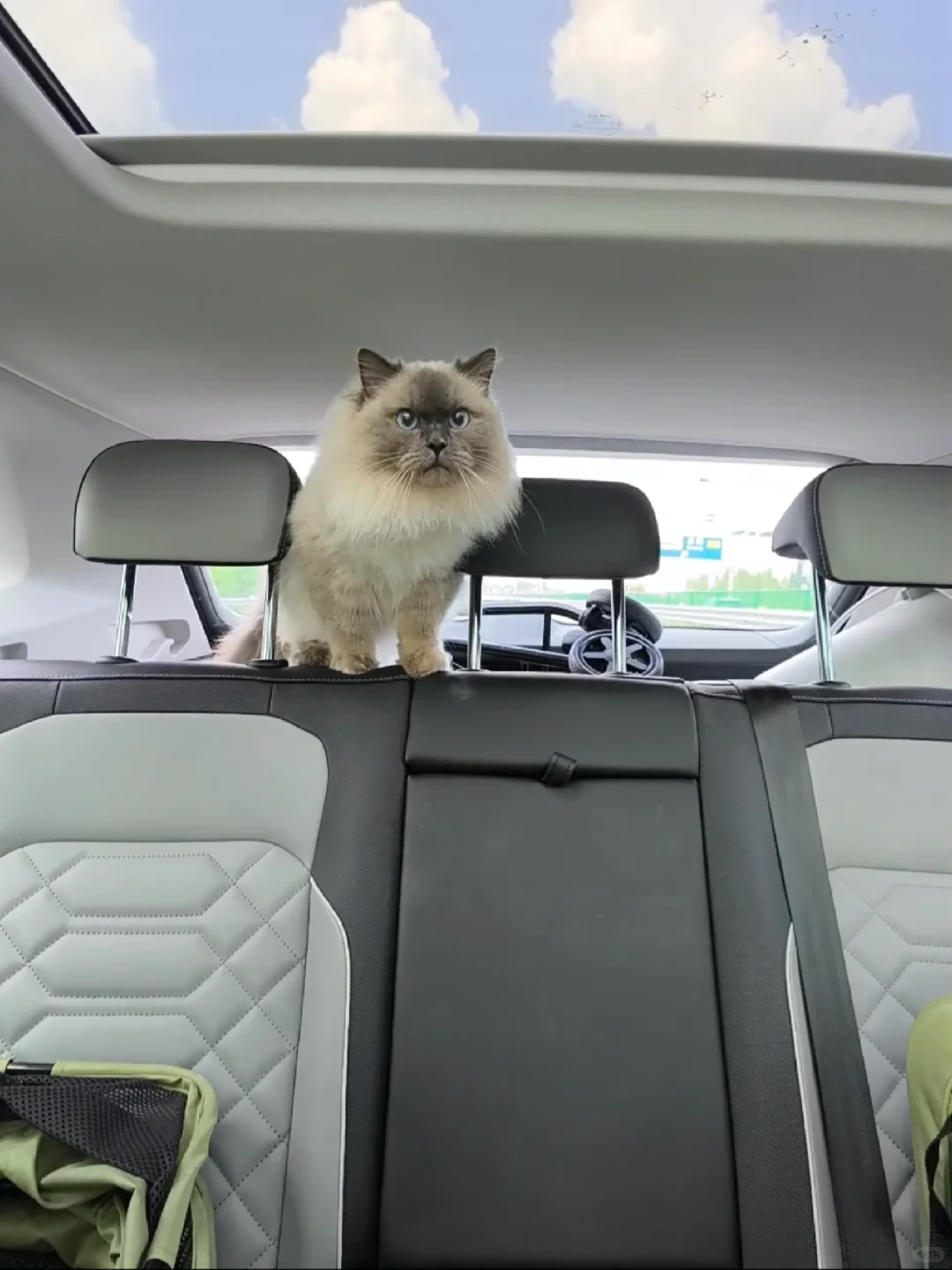 航空/铁路/公路运输 宠物?托运全攻略