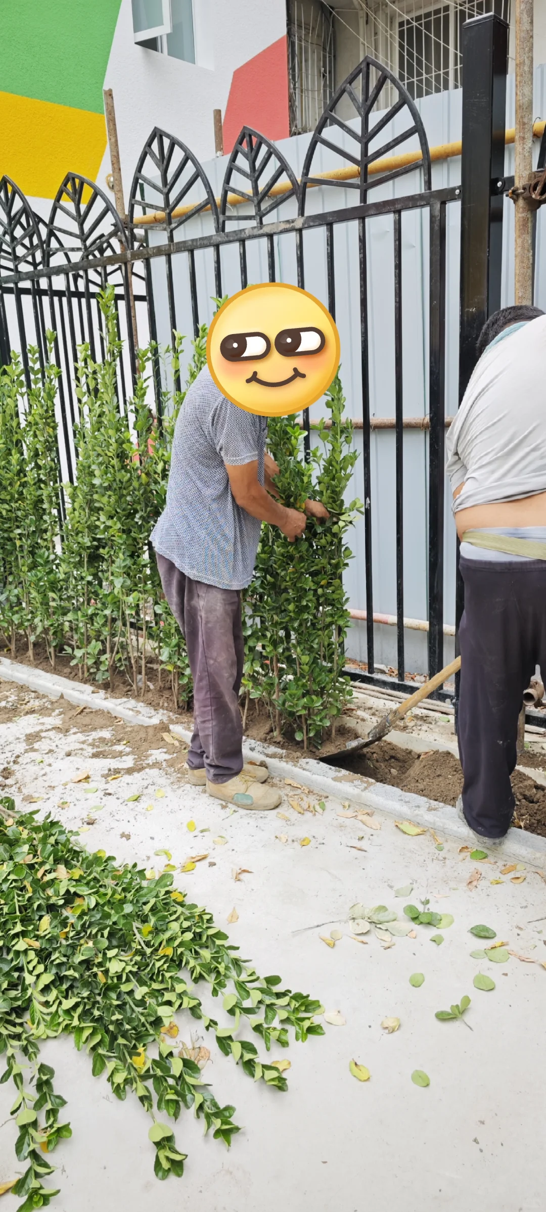 北海道黄杨苗木种植常青不落叶 各种苗木