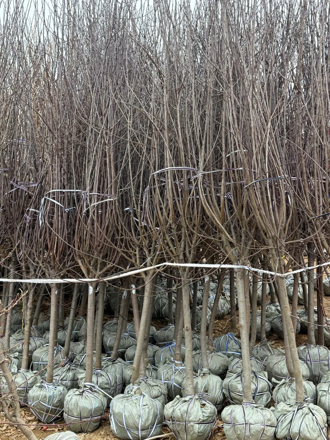 北京苗木批发基地|各种果树批发!