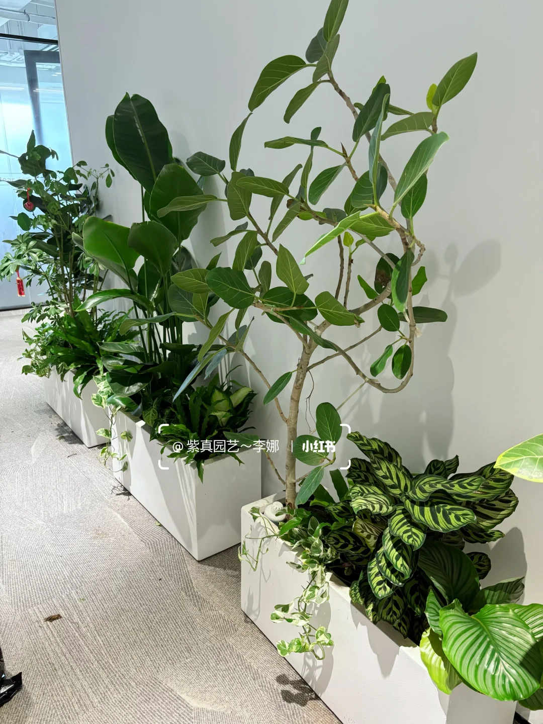 办公室里种一盆绿，治愈自己～