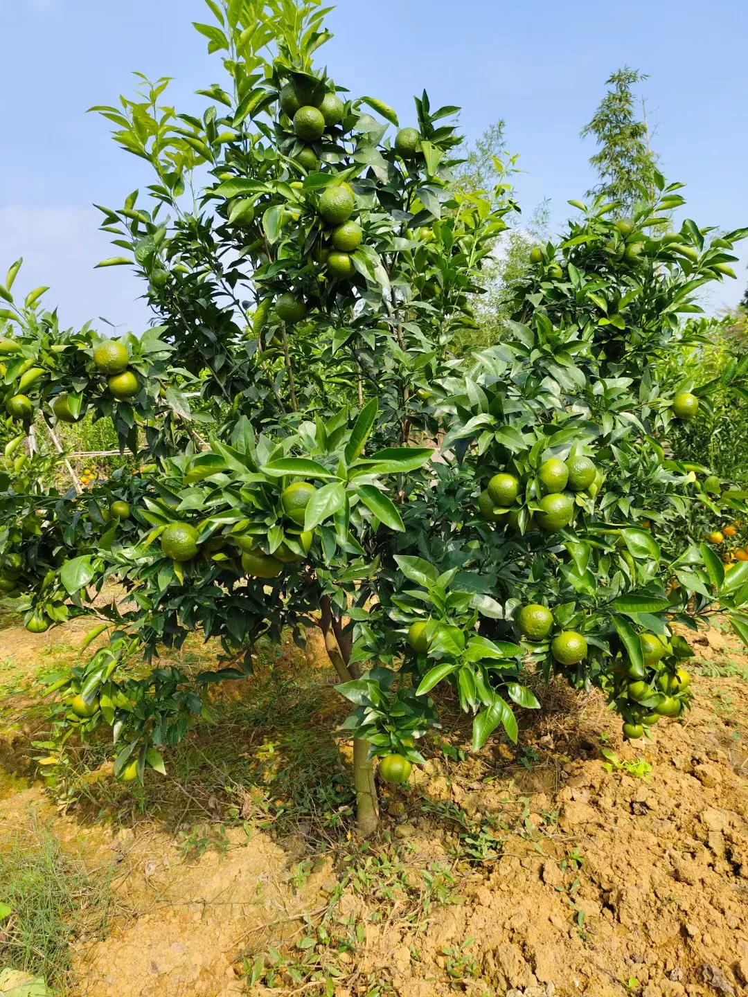 基地选树?一棵也是批发价！！！