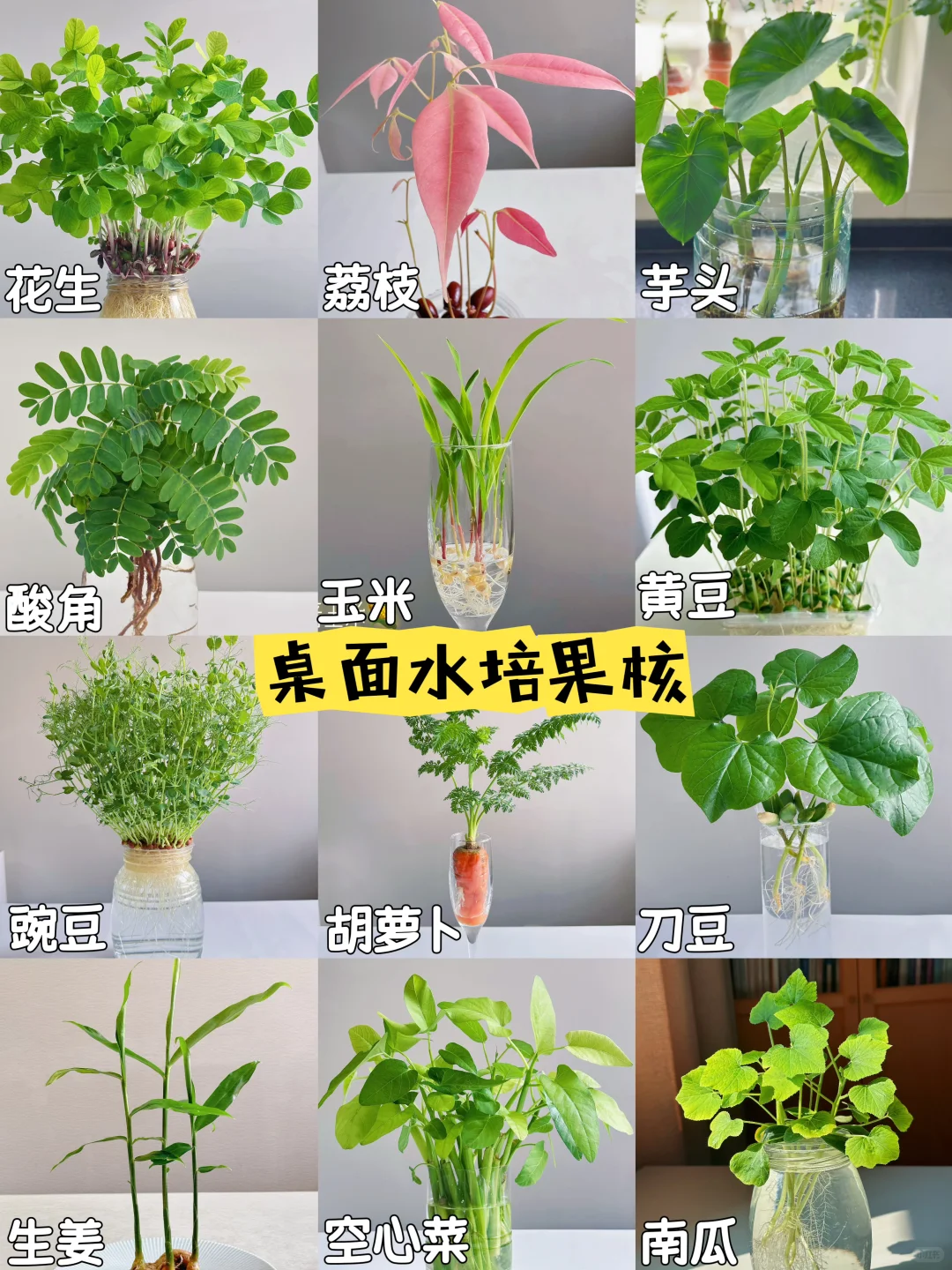水培植物?果核蔬菜水培大赏?
