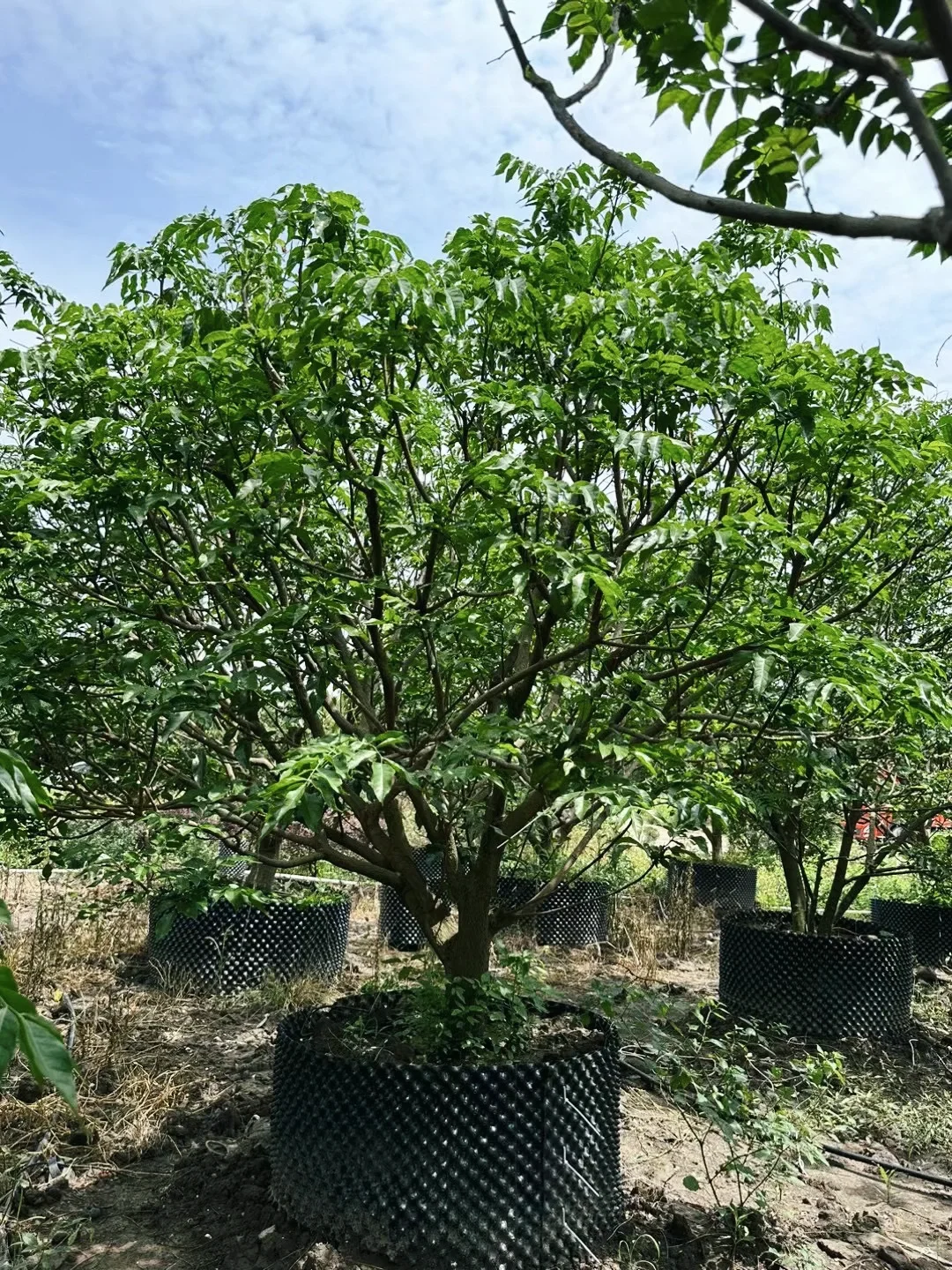 优等黄皮移植树苗