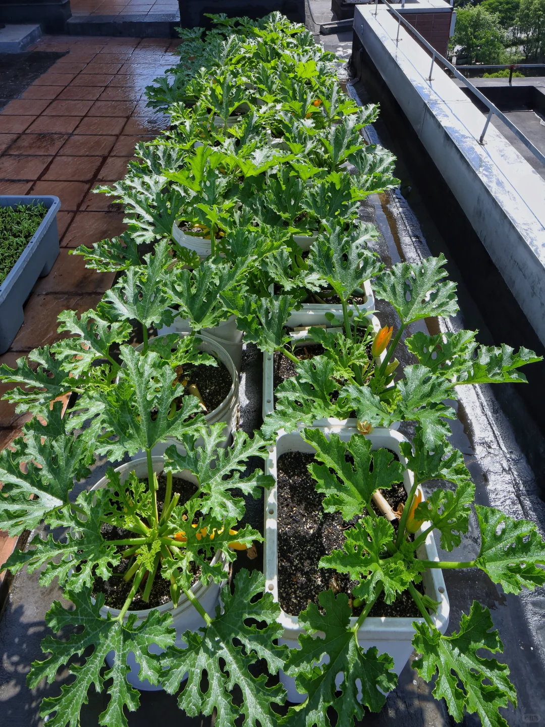 春天辛勤的播种，终于迎来收获满满的采收！