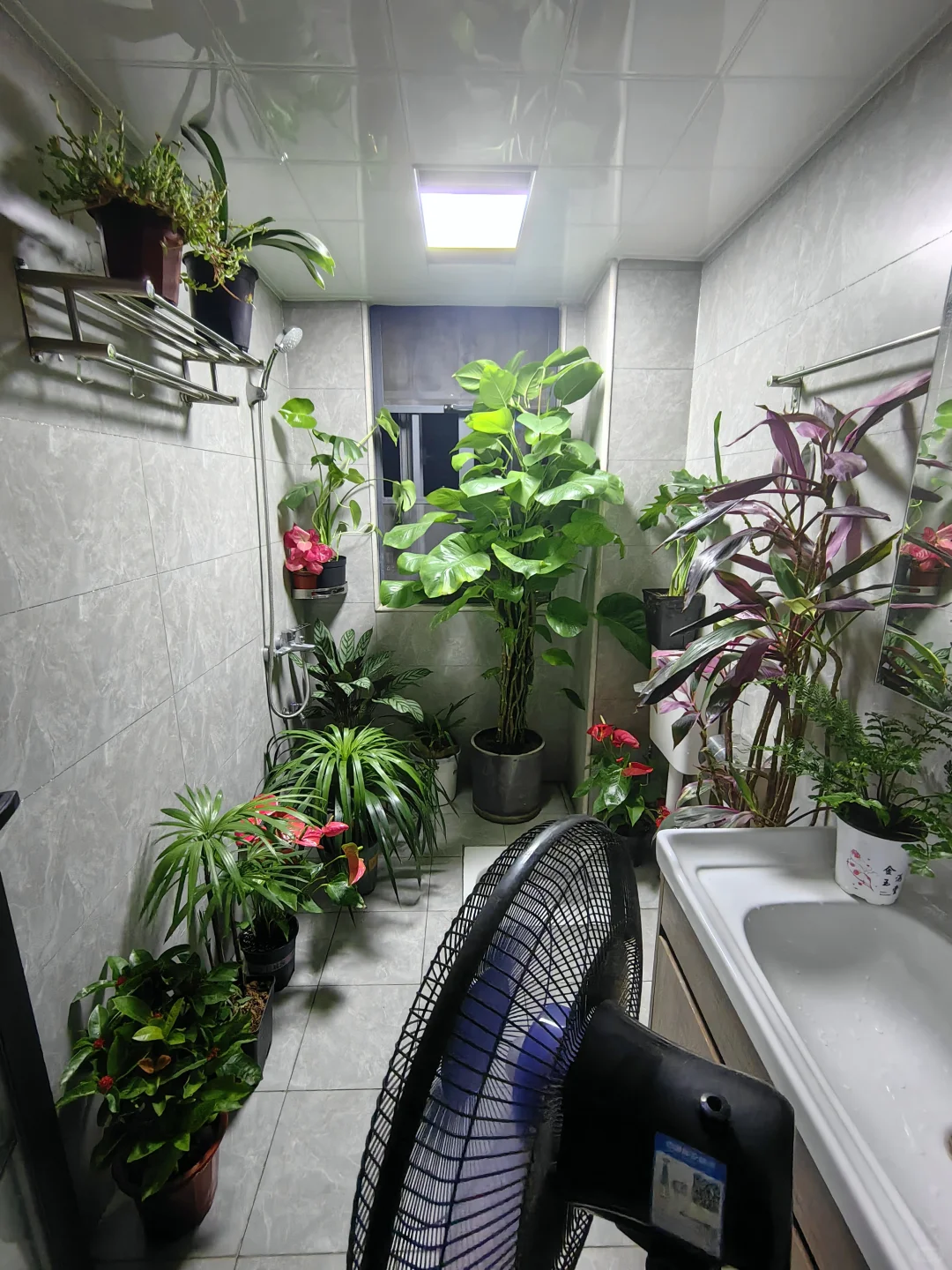 五十三块钱淘来的一堆绿植，也没有谁了吧！