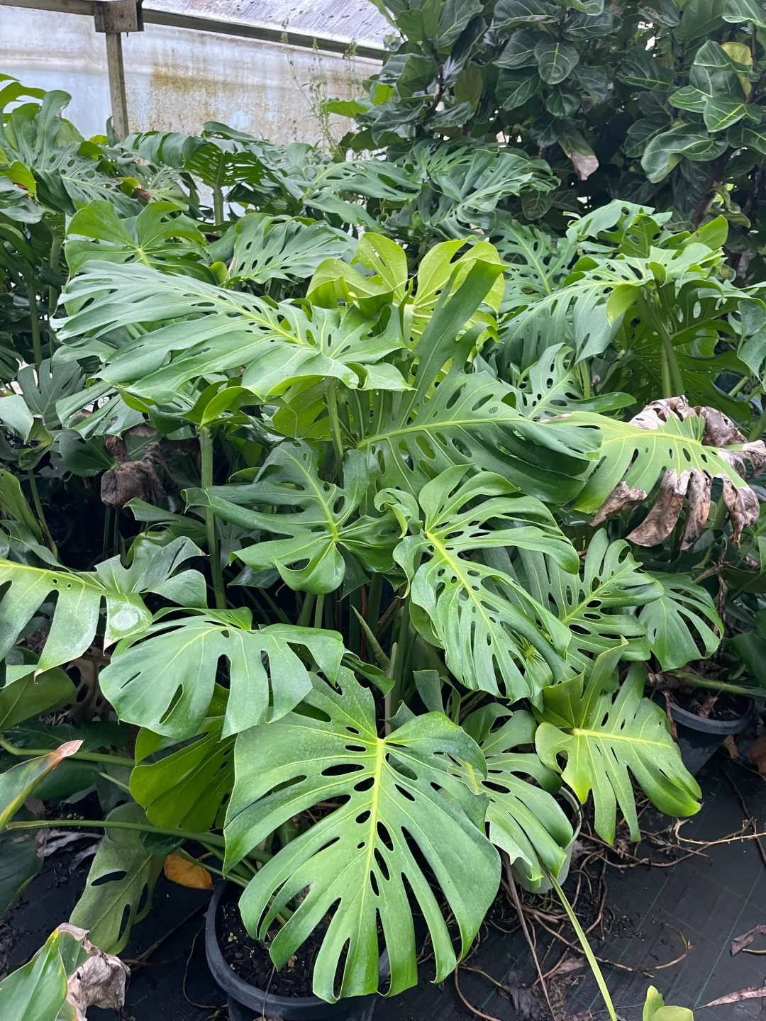 苗圃日常的打理