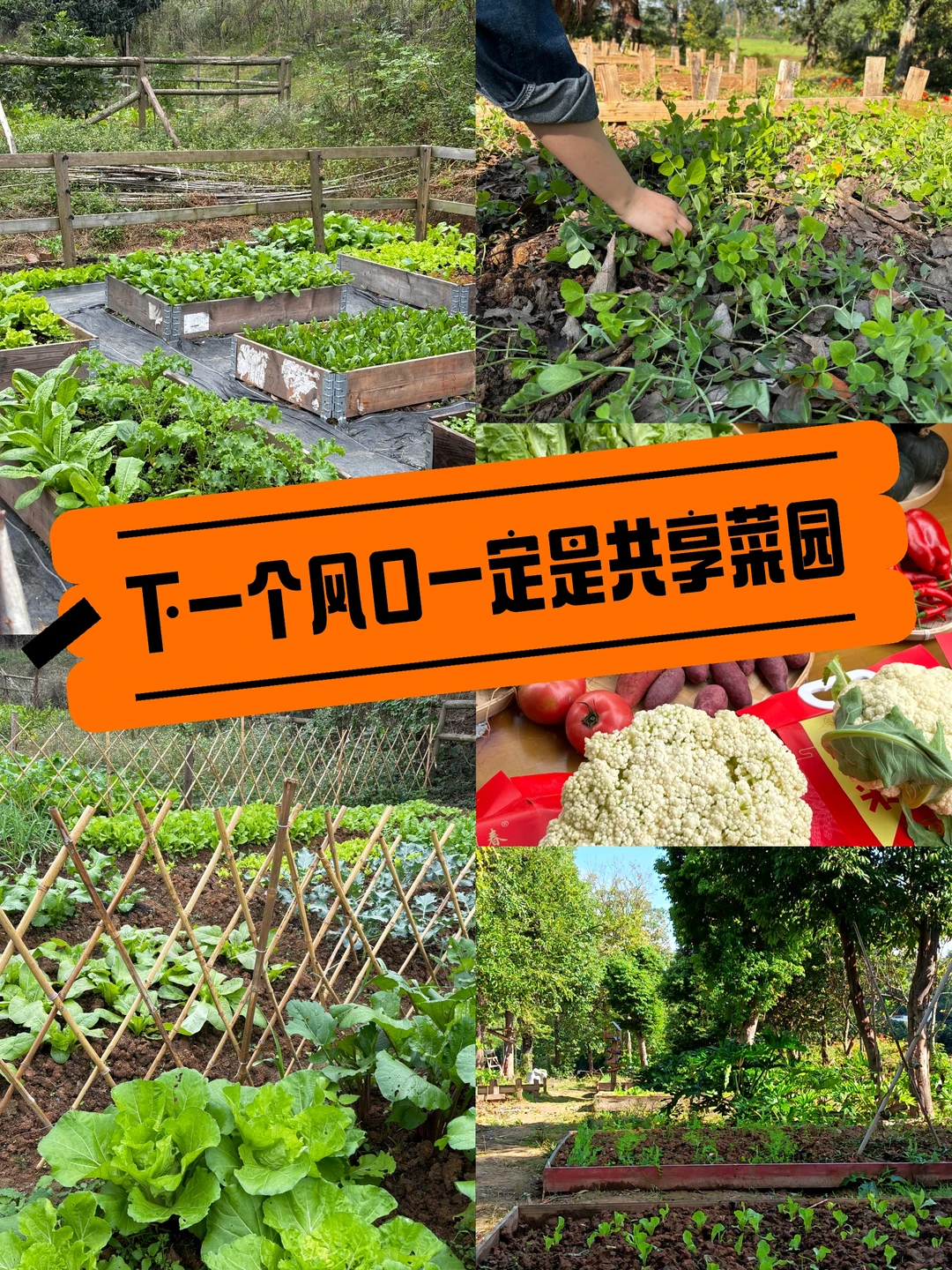 下一个流量风口就是共享菜园！