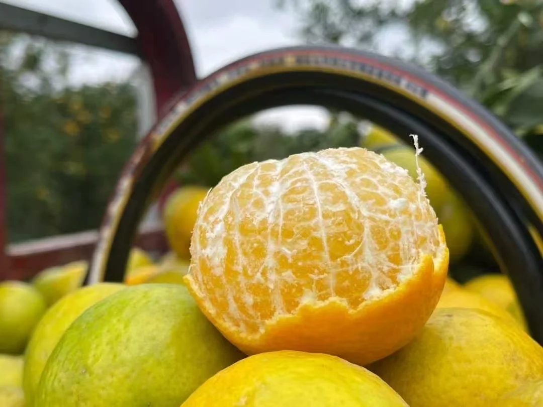 别看它绿油油，维生素满满