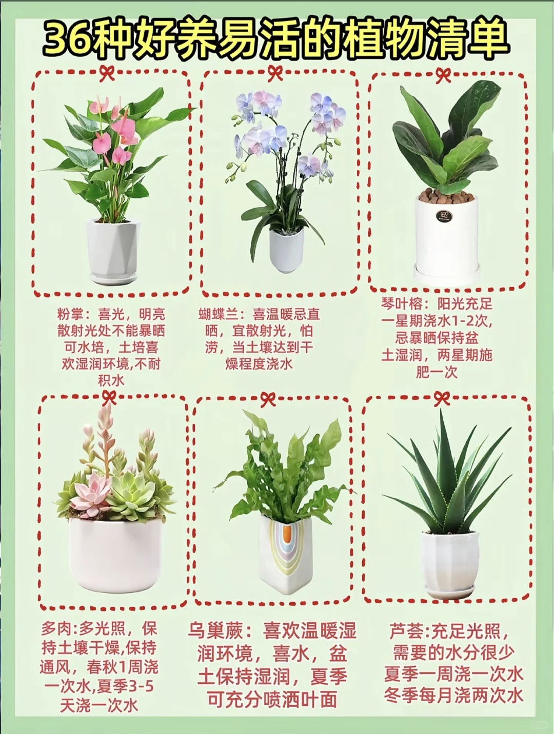 好养活的家居绿植！！！