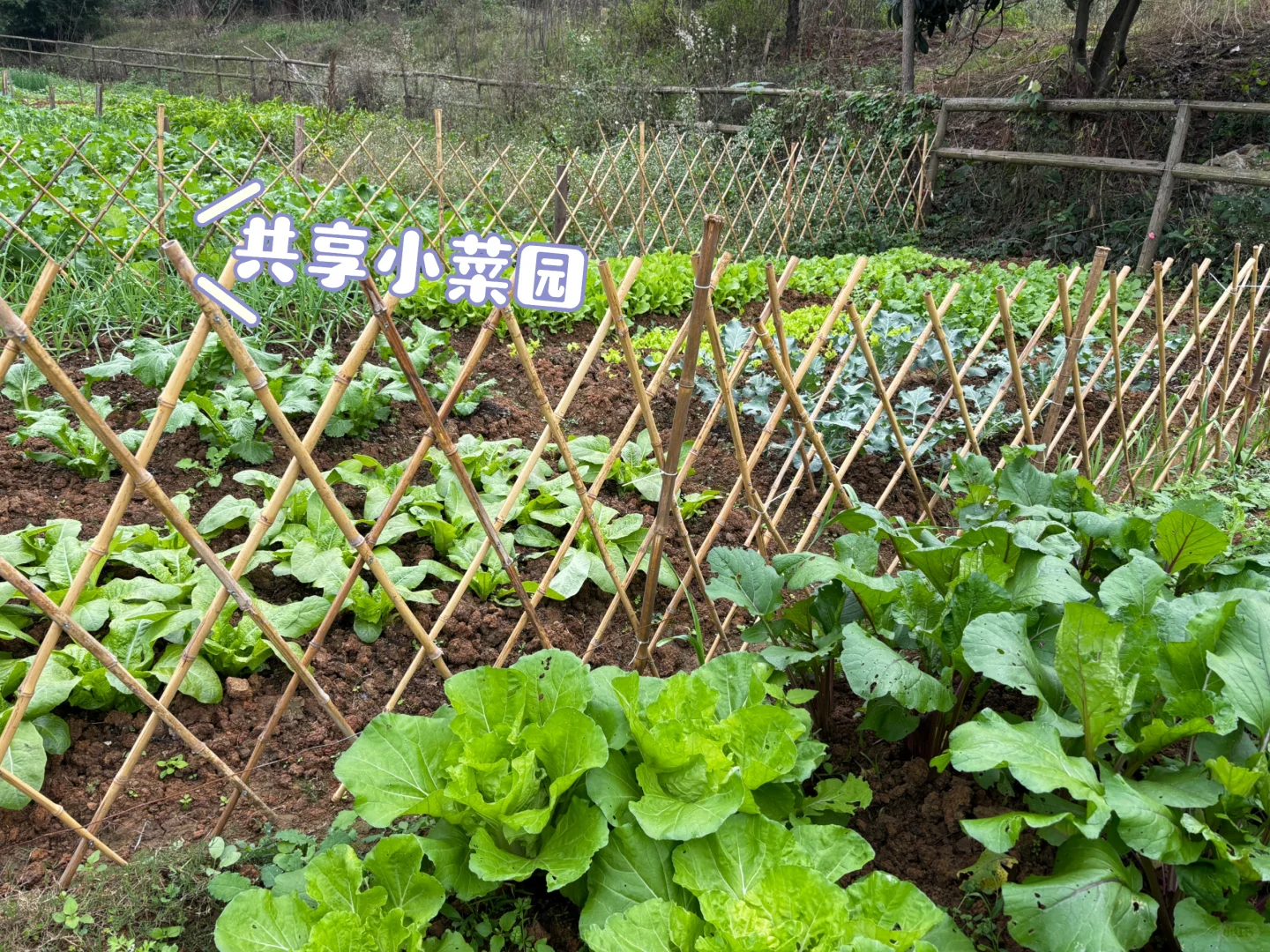 下一个流量风口就是共享菜园！