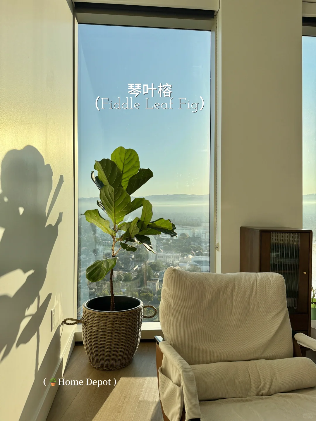 懒人轻松养??氛围感能量绿植分享