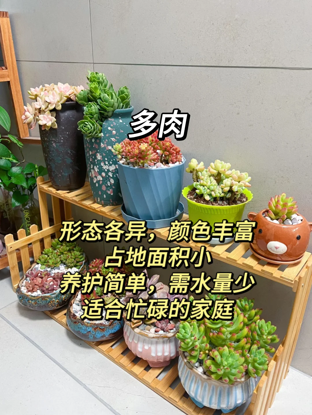 血泪教训！家庭绿植选这些才不踩坑?