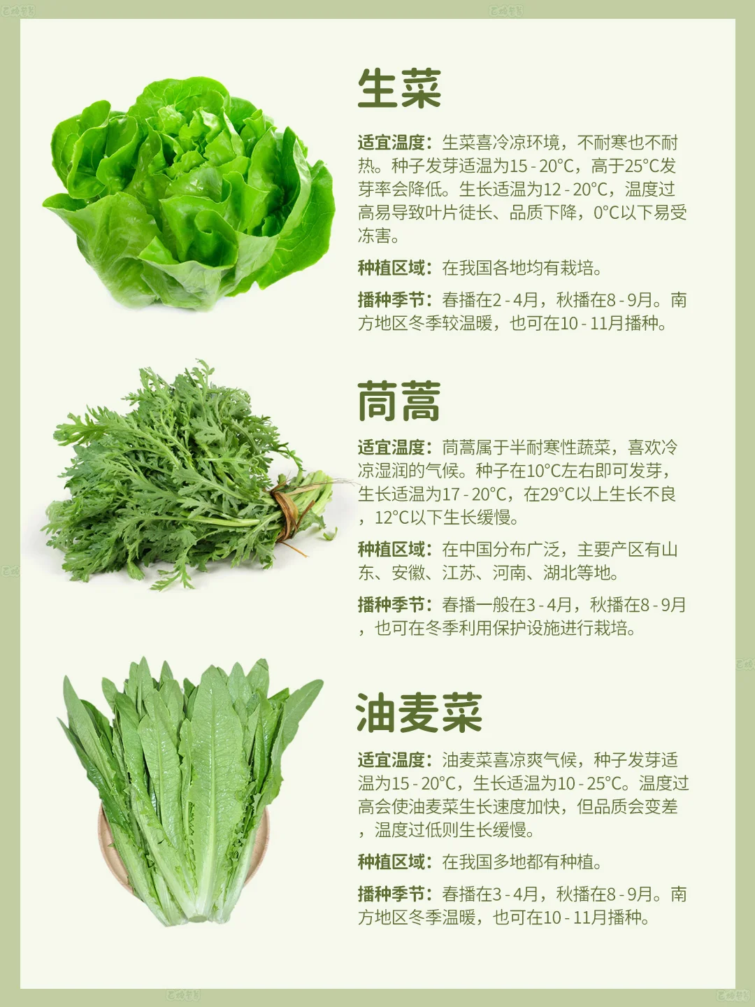 4月种菜季 | 超适合种的叶类菜?