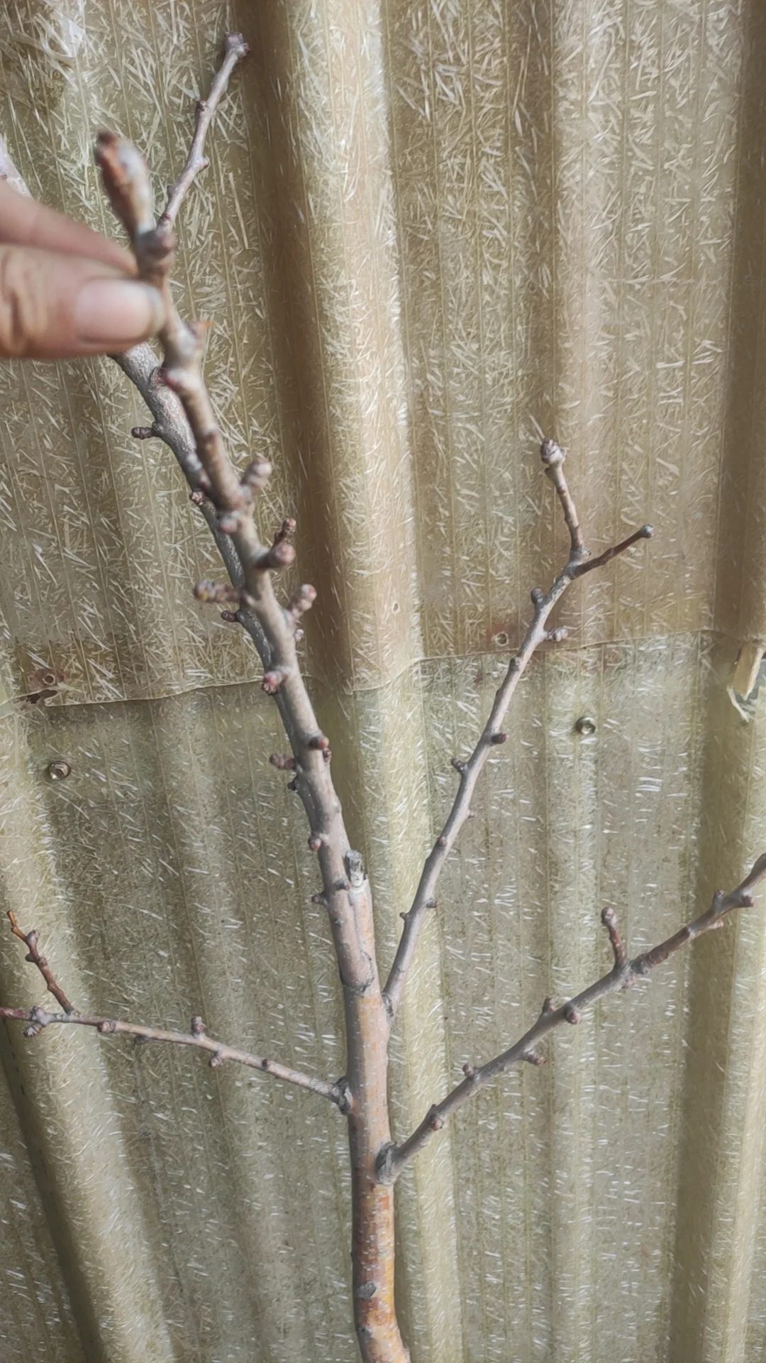 挖到了一家不错的山楂树苗