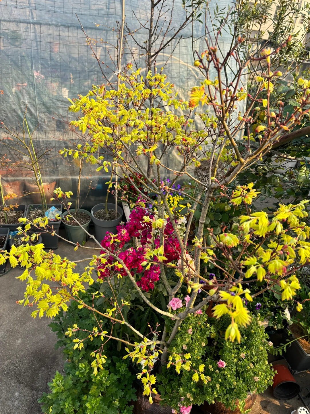 枫叶-约旦（普货中的战斗机）