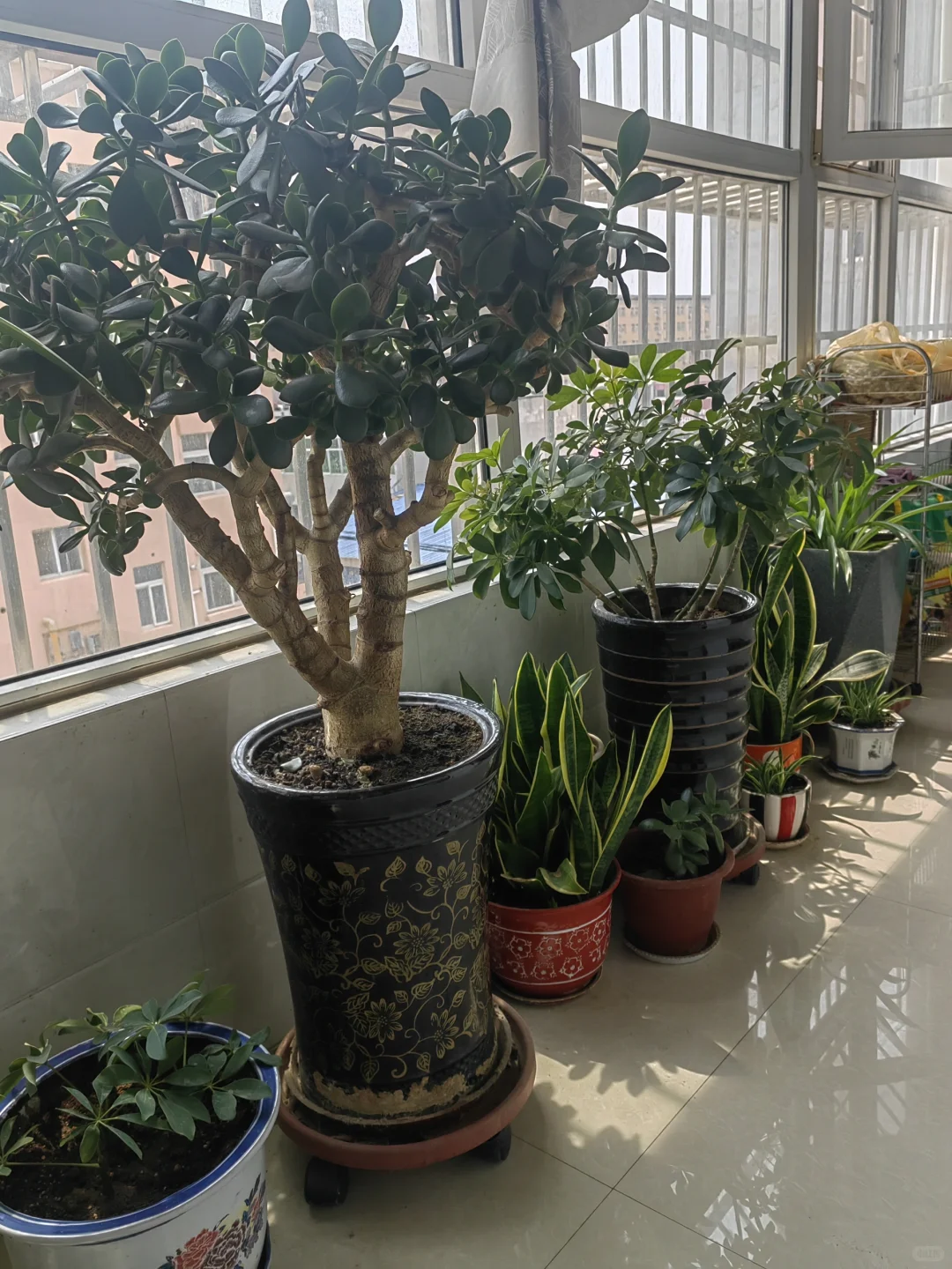 钟爱阳台的花花草草！