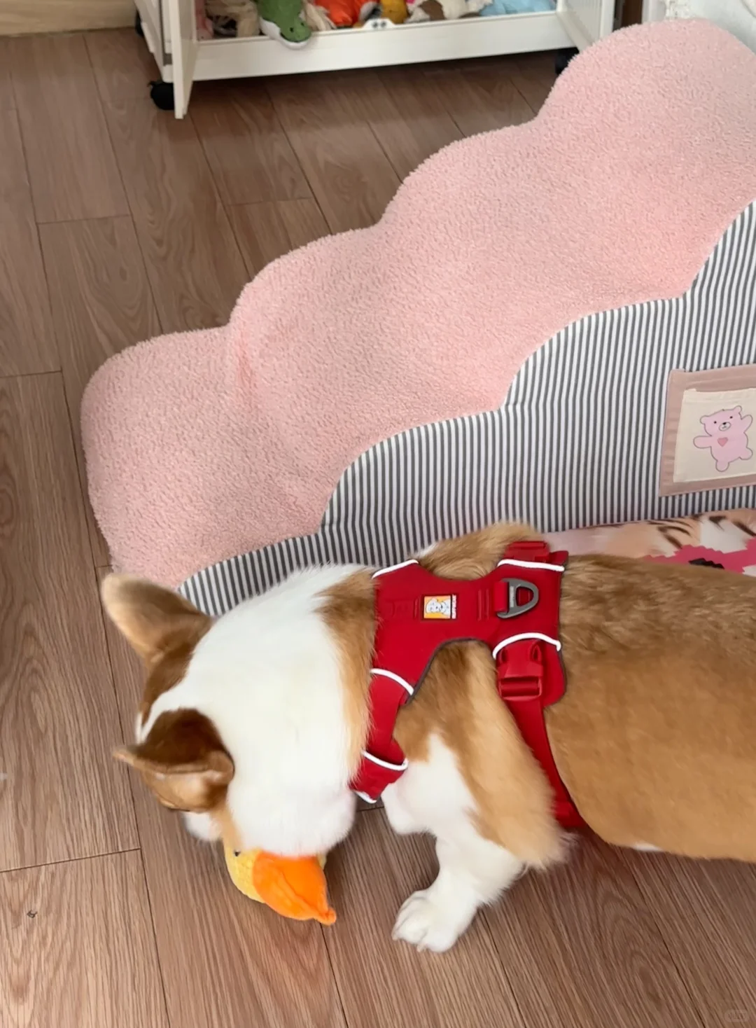 带着小狗探索世界