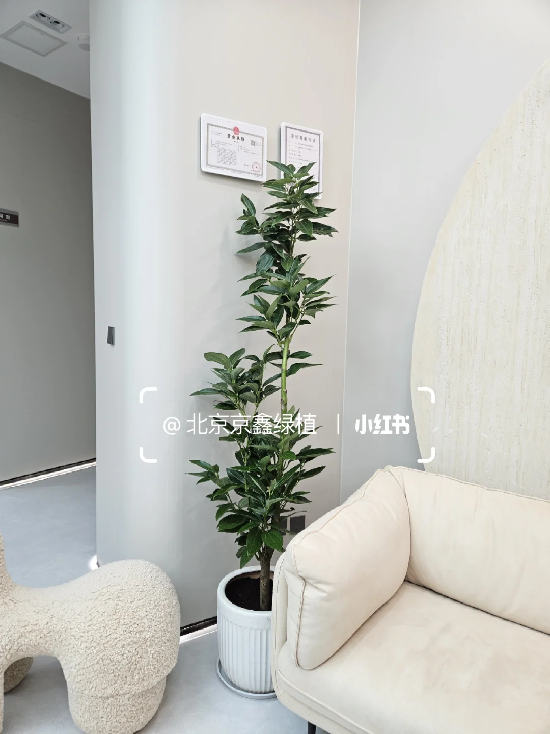 ?北京绿植租赁，绿植造景，绿植租摆