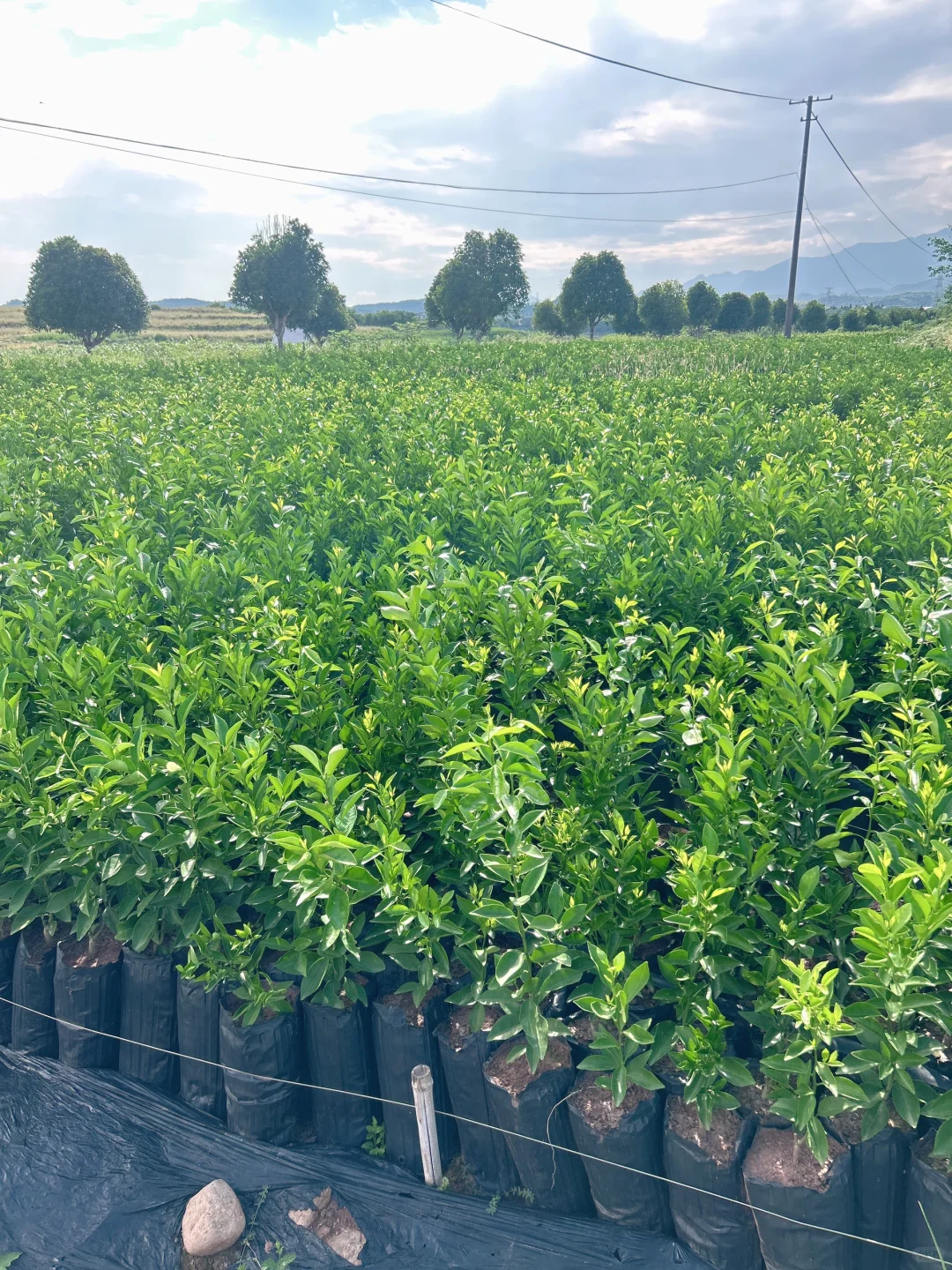 衢橘苗种植指南,从选苗开始