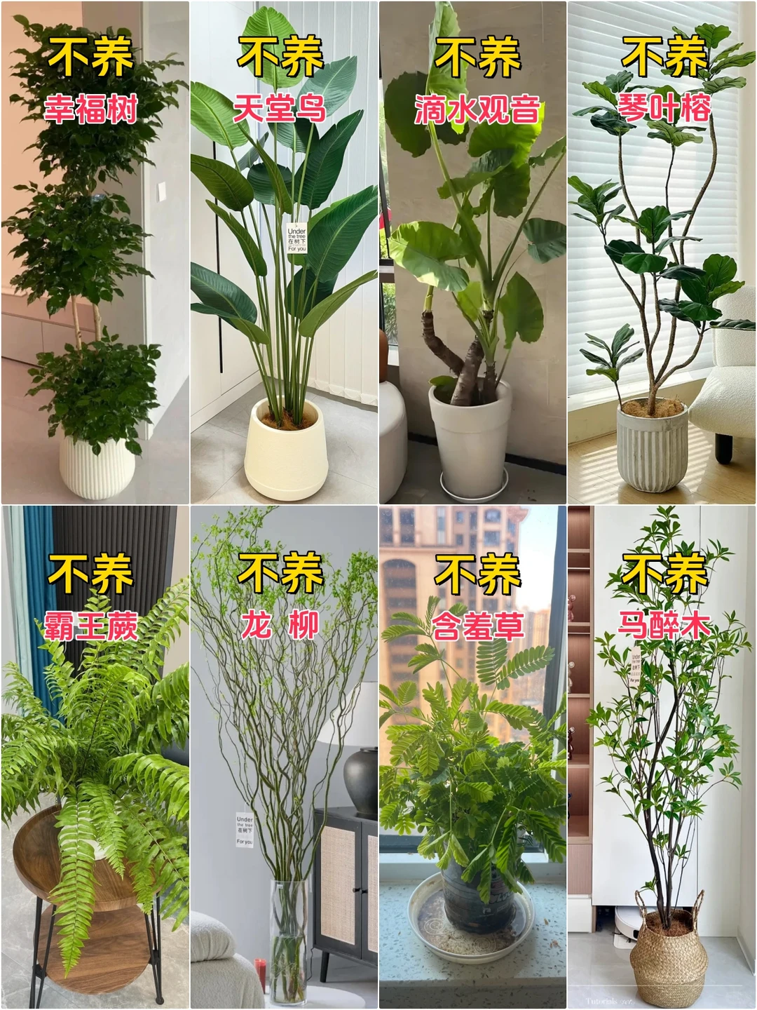 新家入住，室内网红客厅绿植推荐合集来了！