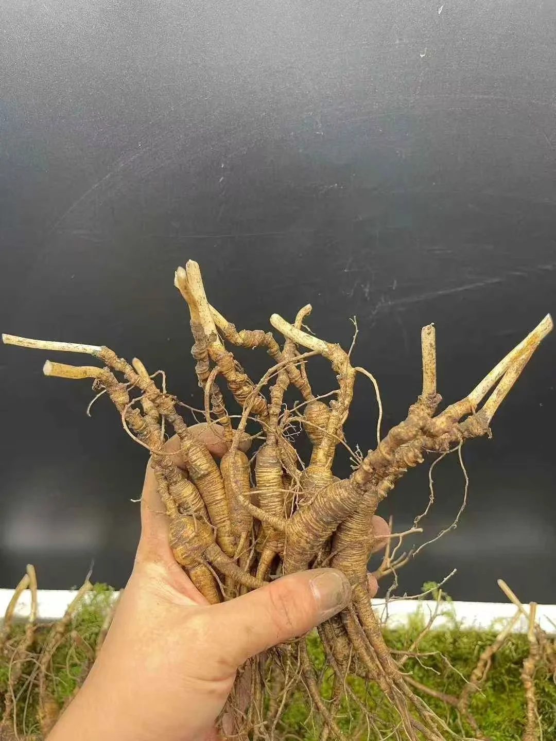 鲜林下参小老货，颗颗老纹，一份200克