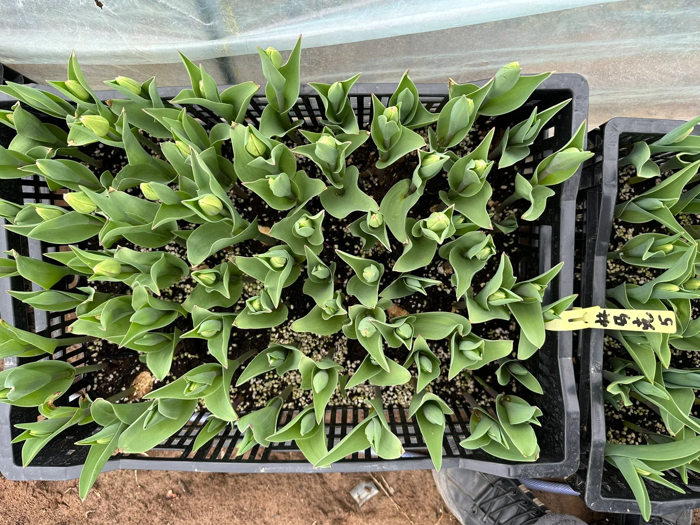 我家买的今年没种好的，联系我送带花苞的