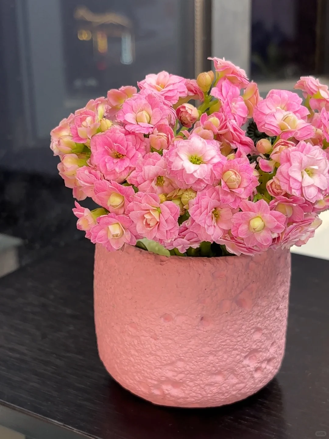 没辜负！长寿花真的随便养随便活?太省心了