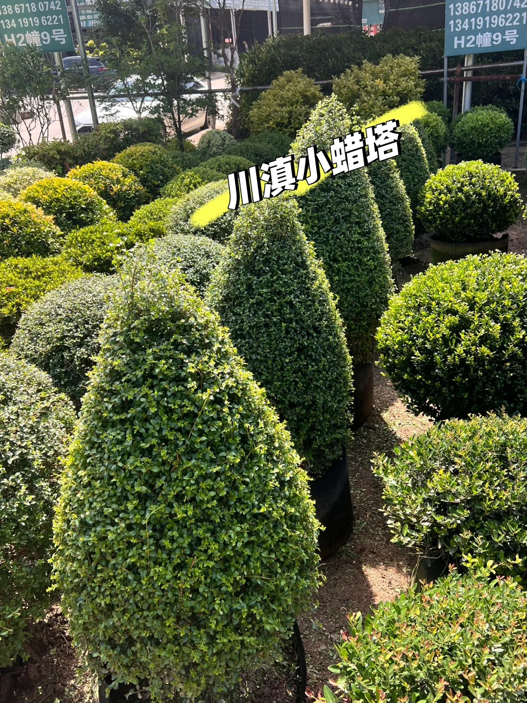 浙江庭院花卉苗圃 集市